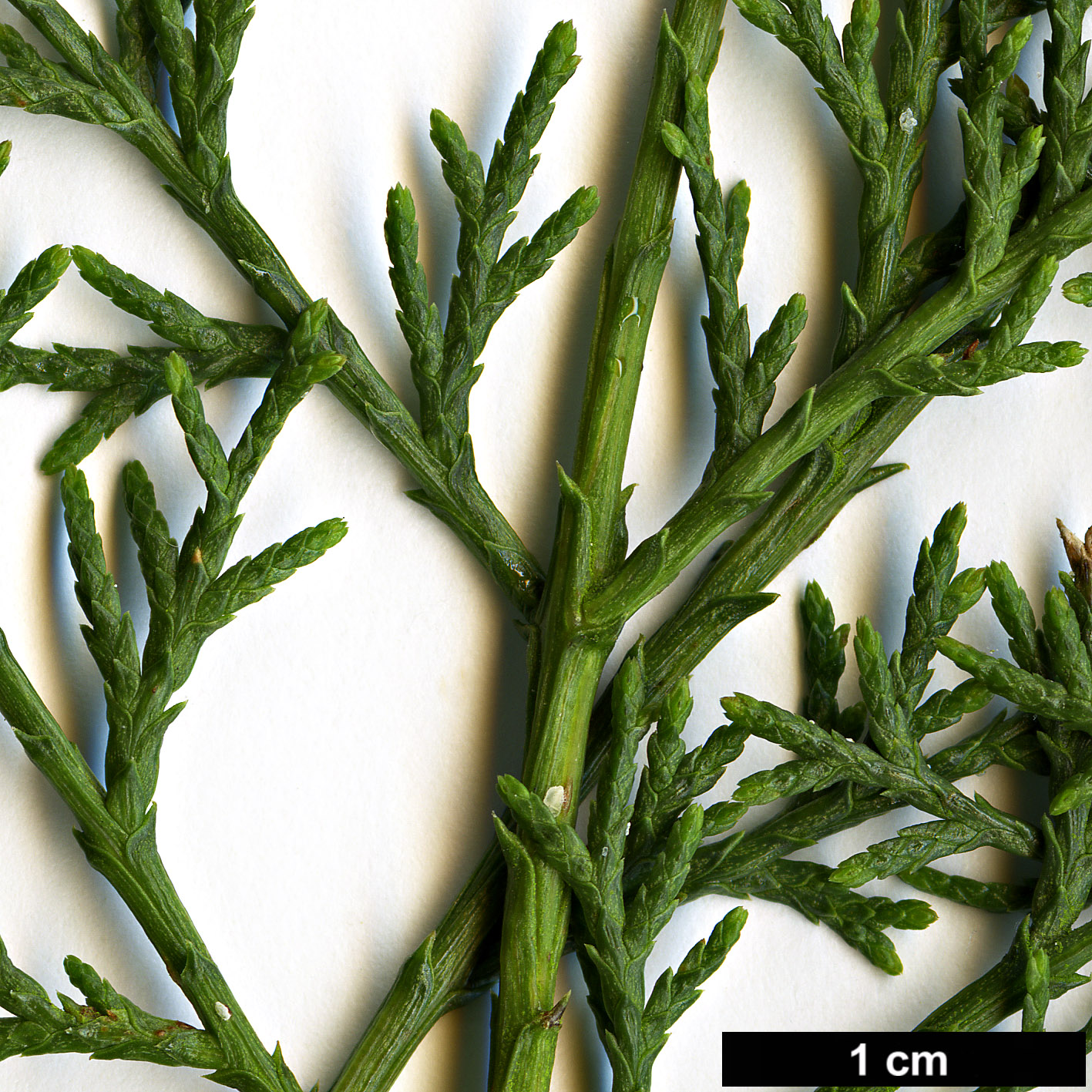 High resolution image: Family: Cupressaceae - Genus: Cupressus - Taxon: dupreziana - SpeciesSub: var. atlantica